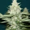 King's Juice Auto (GHS)