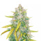 LSD feminisierte Samen (Barney’s Farm)