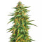 Malawi (Ace Seeds) Cannabis-Samen
