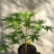 Mendocino Chanel Kush (Medical Seeds) Cannabis-Samen