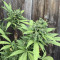 Monster Bruce Banner Auto feminisierte Samen (Monster Genetics)