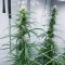 Panama Haze Regular (Ace Seeds)