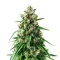 Panama Haze Regular (Ace Seeds)