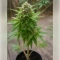 Permanent Marker (Blimburn Seeds)