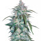 Pineapple Express Auto feminisierte Samen (Fast Buds)