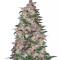 Purps #1 (Dinafem Seeds) Cannabis-Samen