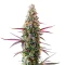 Red Banana Berry XXL (Growers Choice)