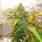 Special Queen 1 Auto feminisierte Samen (Royal Queen Seeds)