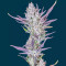 Wedding Glue Auto feminisierte Samen (Fast Buds)