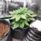 White Widow x White Fire OG Autoflower feminisierte Samen (Seedkeepers)