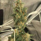 Zombie Death Fuck (BlimBurn Seeds) Cannabis-Samen