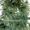 Auto Banana Blaze (Dutch Passion) Cannabis-Samen