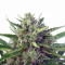 Auto Malawi x Northern Lights (Ace Seeds) Cannabis-Samen