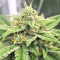 Auto Purple Gorilla (Short Stuff Seeds) Cannabis-Samen