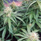 Auto Super Skunk (Auto Skunk) (Original Sensible Seeds) Cannabis-Samen