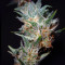 Black Domina (Sensi Seeds) Cannabis-Samen