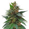 Buddha Magnum Auto regular (Buddha Seeds) Cannabis-Samen