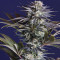 Ghost Train Haze #1 (Rare Dankness Seeds) Cannabis-Samen