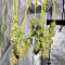 Hindu Kush (Sensi Seeds) Cannabis-Samen
