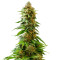 Master Kaze Regular (Mr. Nice Seedbank) Cannabis-Samen