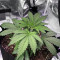 Midnight Kush (G13 Labs) Cannabis-Samen