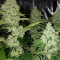 Ocean Grown Cookies (Dinafem Seeds) Cannabis-Samen