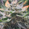 Original Bruce Banner regular (Dark Horse Genetics) Cannabis-Samen