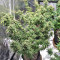Pakistan Chitral Kush Standard (Ace Seeds) Cannabis-Samen