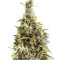 Panama regular (Ace Seeds) Cannabis-Samen