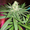 Pineapple (Seedstockers) Cannabis-Samen