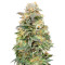 Shark Widow CBD (Advanced Seeds) Cannabis-Samen
