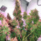 Skunk #1 Automatic (Sensi Seeds) Cannabis-Samen