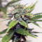 Skunk #1 (Sensi Seeds) Cannabis-Samen