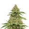 Skywalka Ghost Kush (Big Head Seeds) Cannabis-Samen
