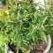 Strawberry Banana (Big Head Seeds) Cannabis-Samen