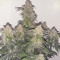 Sweet Mango Auto (GHS) Cannabis-Samen