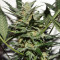 Sweetberry Cough Auto (Garden of Green Seeds) Cannabis-Samen