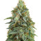 Tikal (Ace Seeds) Cannabis-Samen