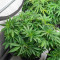 Blackwater feminisierte Samen (Original Sensible Seeds)