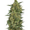 Critical + 2.0 (Dinafem Seeds) Cannabis-Samen