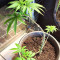 Gorilla x Lilly (Expert Seeds) Cannabis-Samen