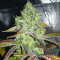 Grand Daddy Purple Fast Version feminisierte Samen (EGS)