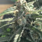 King’s Kush Auto CBD (GHS) Cannabis-Samen