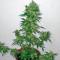 PolarLight #3 Auto (Dutch Passion) Cannabis-Samen
