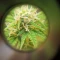 West Coast O.G. Auto (Fast Buds) Cannabis-Samen zu verkaufen
