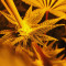 Do-Si-Dos OG Cannabis-Samen Kaufen
