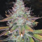 Green Gelato (RQS) Cannabis-Samen zu verkaufen