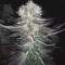 Gelato (BlimBurn Seeds) Cannabis-Samen zu verkaufen