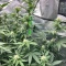Apple Betty Auto Cannabis-Samen Kaufen