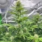 Apple Betty Auto Cannabis-Samen Kaufen